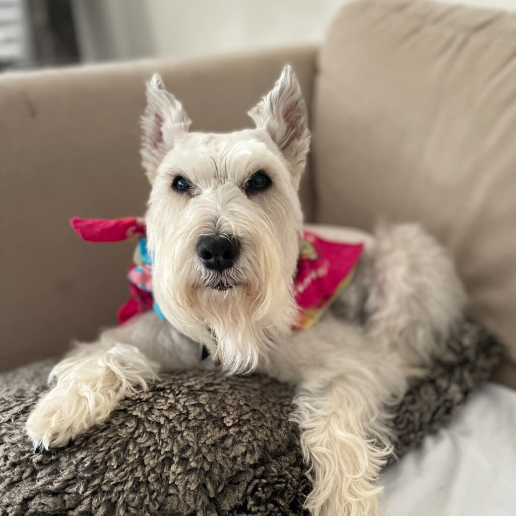 Mini Schnauzer Sitting on Pillow on Couch | Taste of the Wild