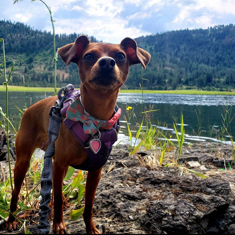 Miniature Pinscher on a Hike | Taste of the Wild