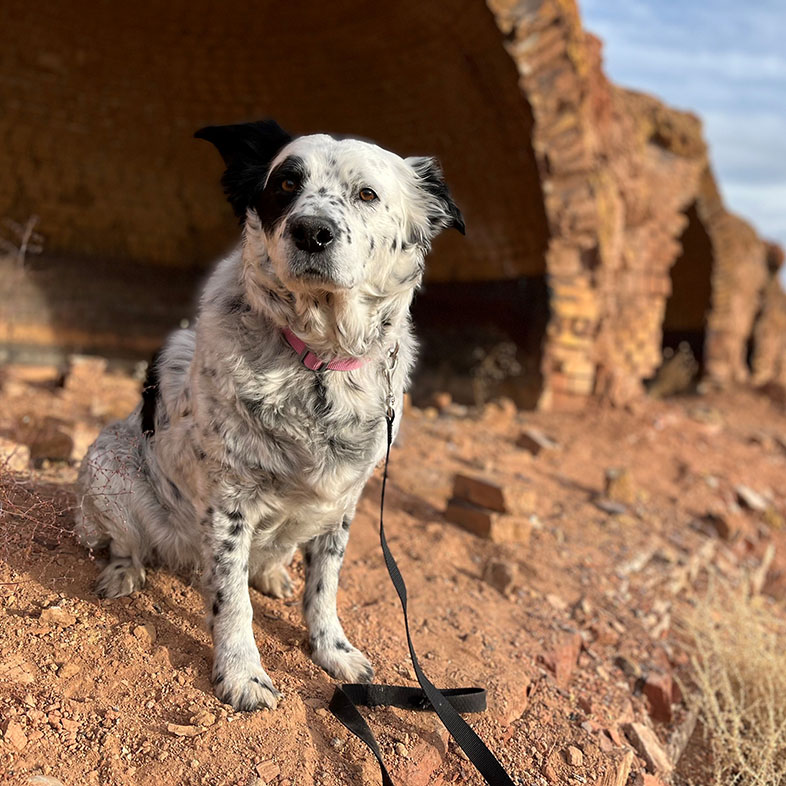 Mixed Breed Dog Hiking on a Leash | Taste of the Wild