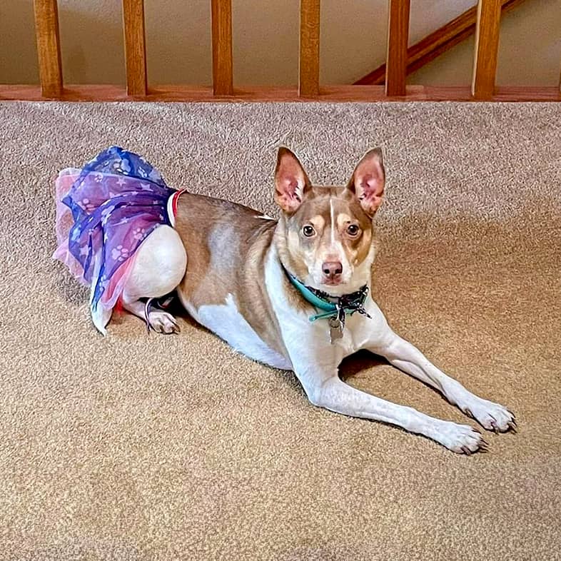 A mixed breed dog lying down on the carpet in front of a staircase wearing a purple and pink tutu.