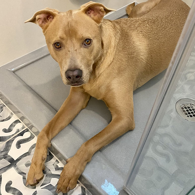 Mixed Breed Dog Lying in the Shower Looking Up | Taste of the Wild