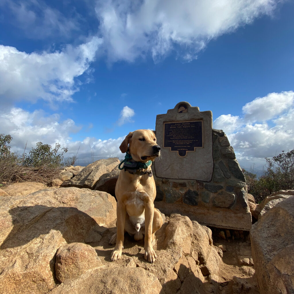 Mixed Breed Dog on Rocks on Hike | Taste of the Wild