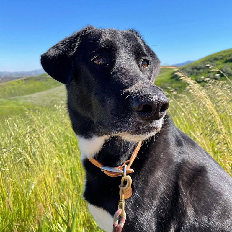 Mixed breed dog sitting in a grassy plain.