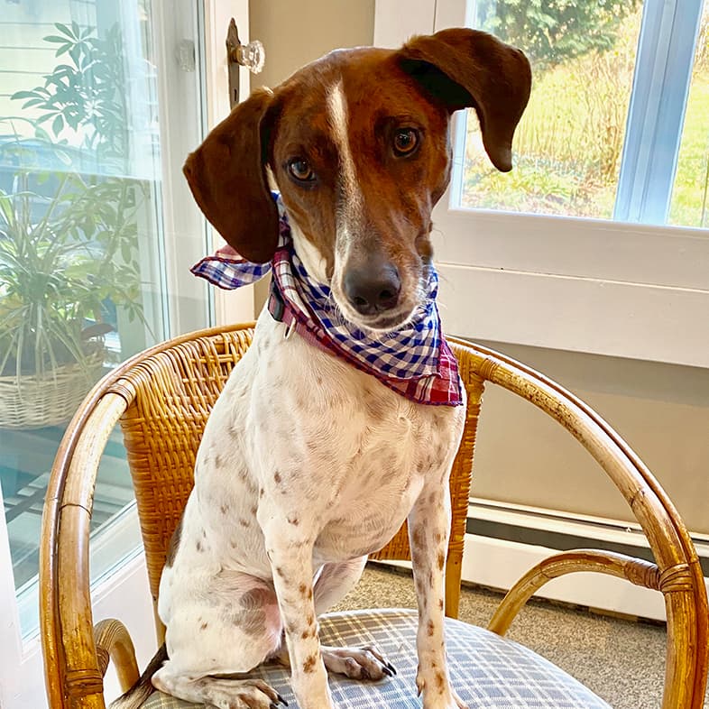 Mixed Breed Dog Sitting on Chair | Taste of the Wild