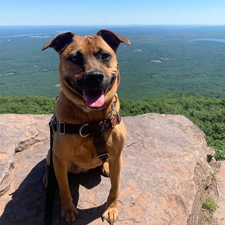 Mixed Breed Dog Sitting on Rock | Taste of the Wild