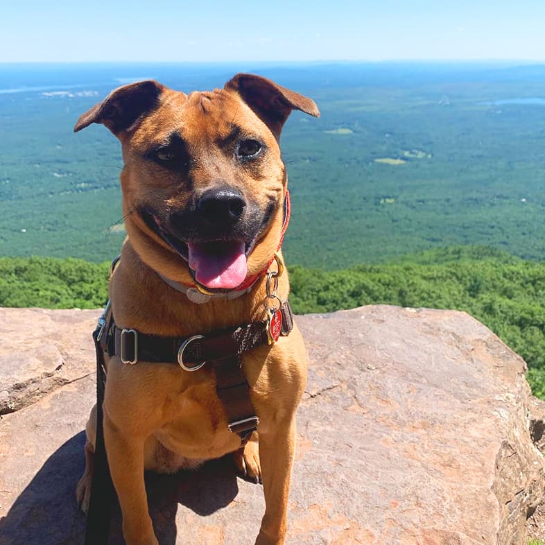 Mixed Breed Dog Sitting on Rock with Valley View Behind | Taste of the Wild