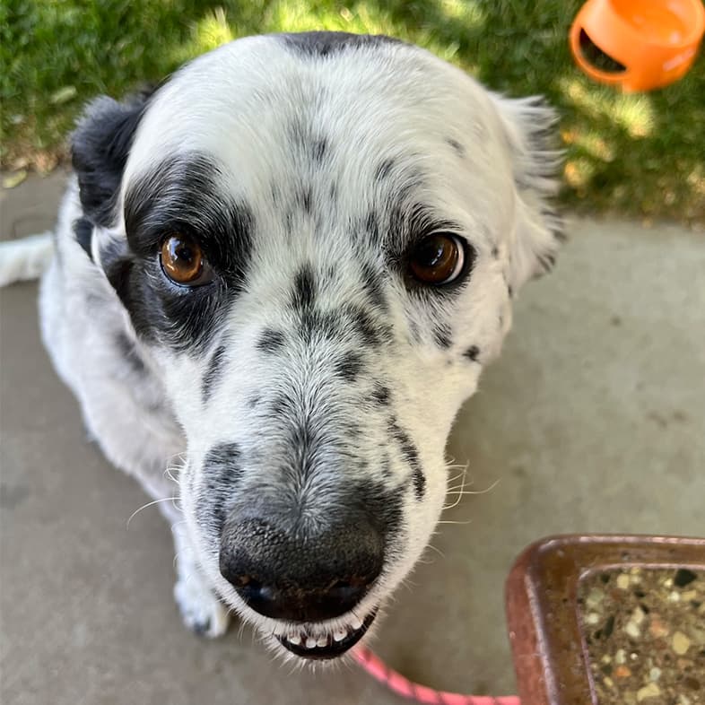Mixed Breed Dog Sitting Outside Looking Up | Taste of the Wild