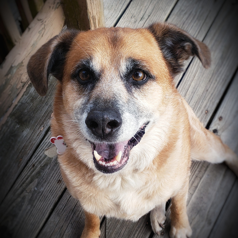 Mixed Breed Dog Looking Up at Camera | Taste of the Wild