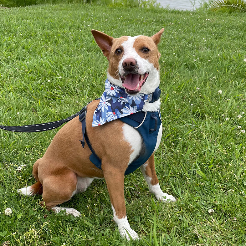 Mixed breed dog wearing a blue harness and blue floral bandana sitting in the grass in front of water.