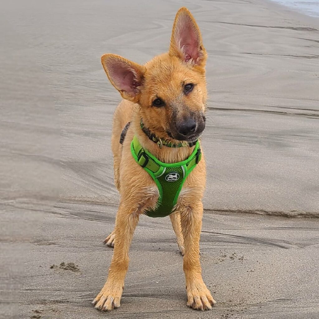 Mixed breed dog wearing green harness standing on a sandy beach with head tilted