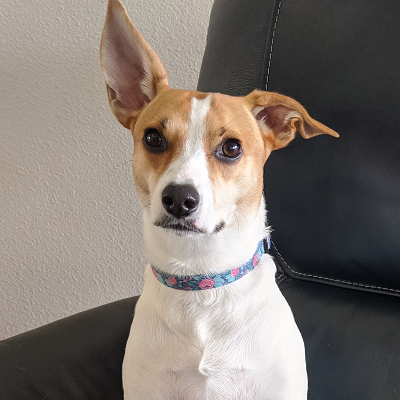 Mixed Dog Sitting with One Ear Sticking Up | Taste of the Wild