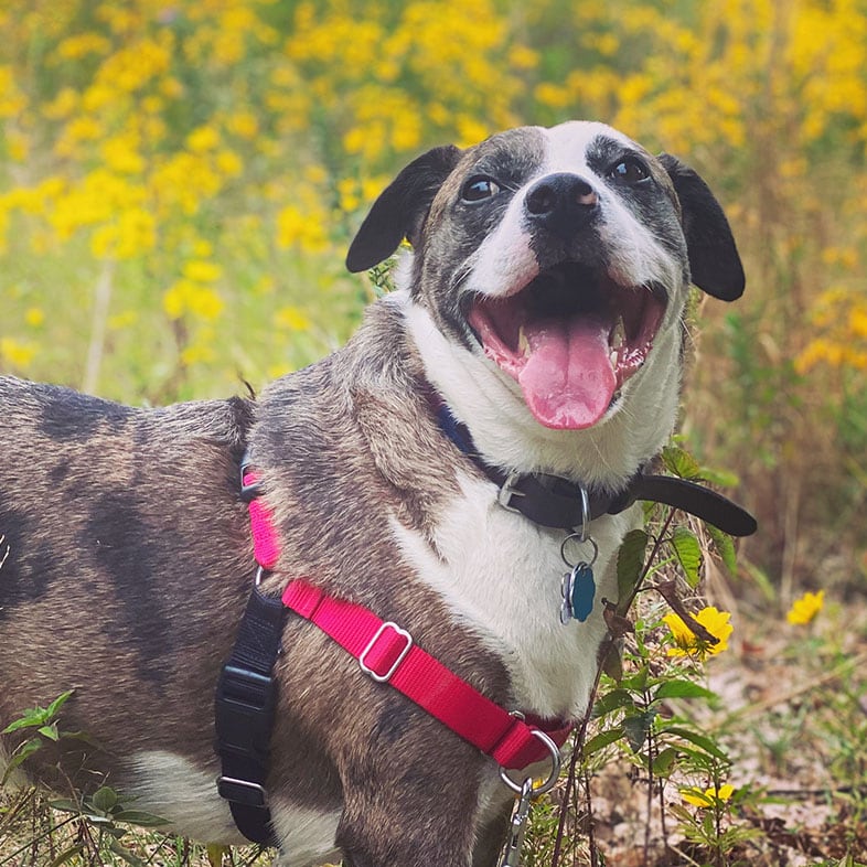 Mountain Cur Dog on a Trail with Mouth Open | Taste of the Wild