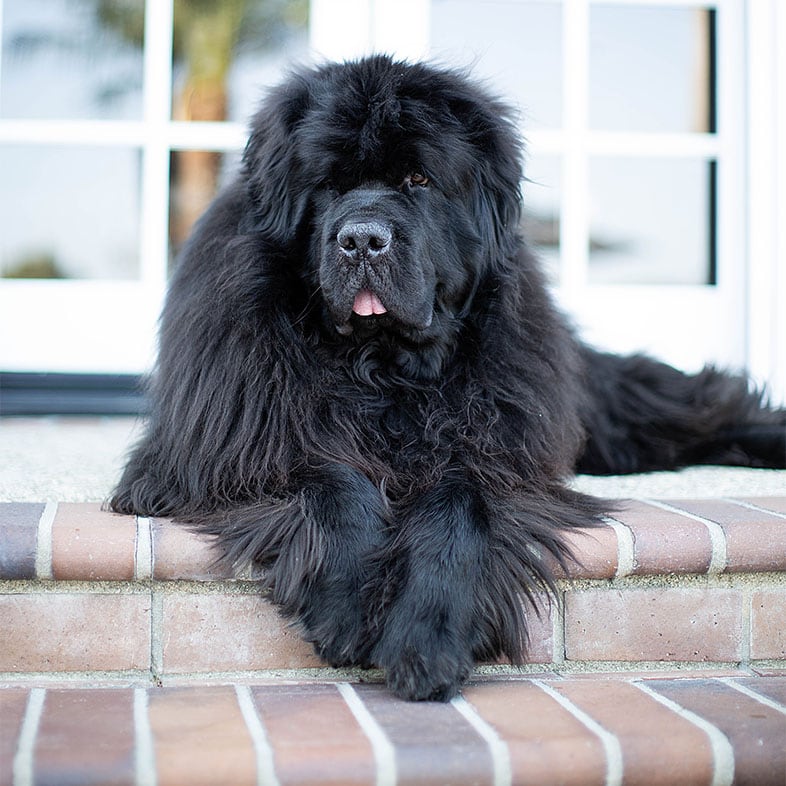 Newfoundland Sitting on Outdoor Steps | Taste of the Wild