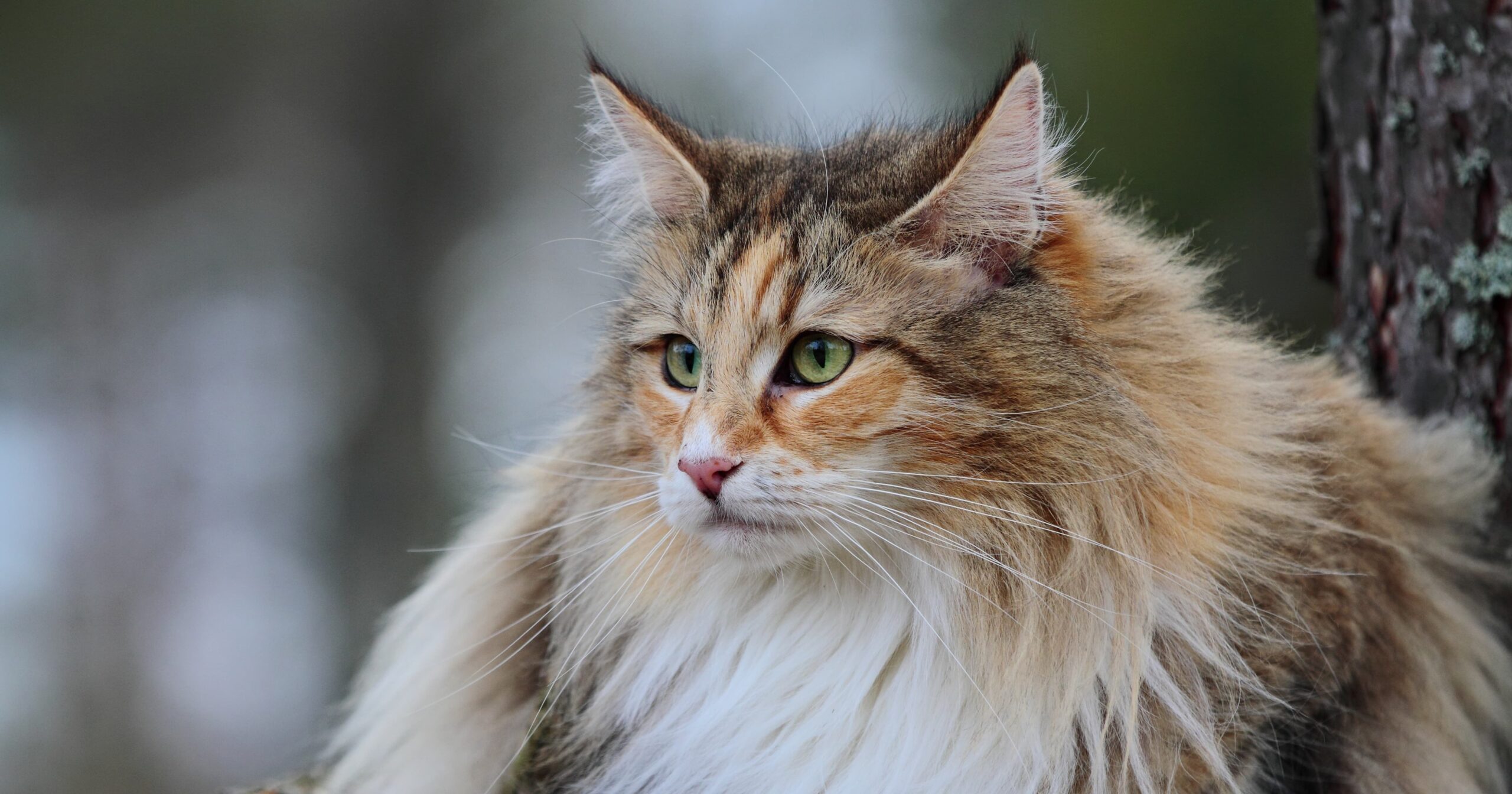 Norwegian forest cat in the snow.