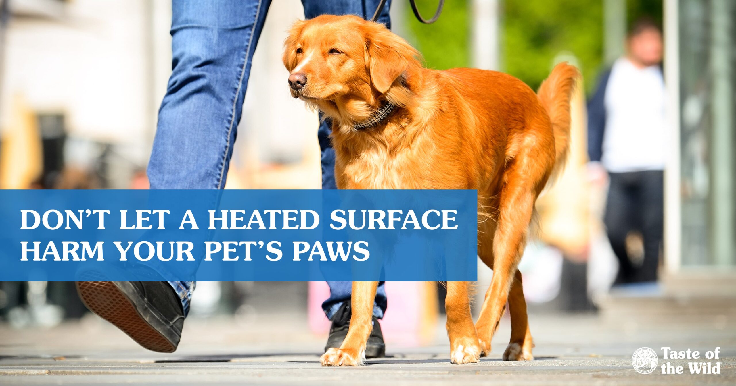 An interior graphic detailing how hot is too hot for dog paws, showing the effect of air temperature on asphalt temperatures.