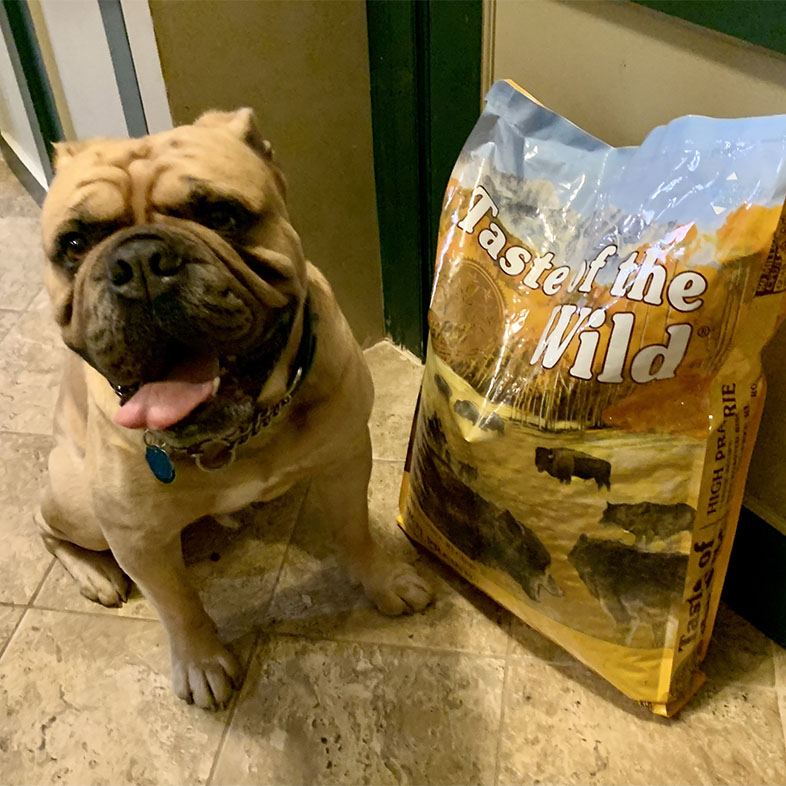 Old English Bulldog Sitting Next to Taste of the Wild Food Bag | Taste of the Wild