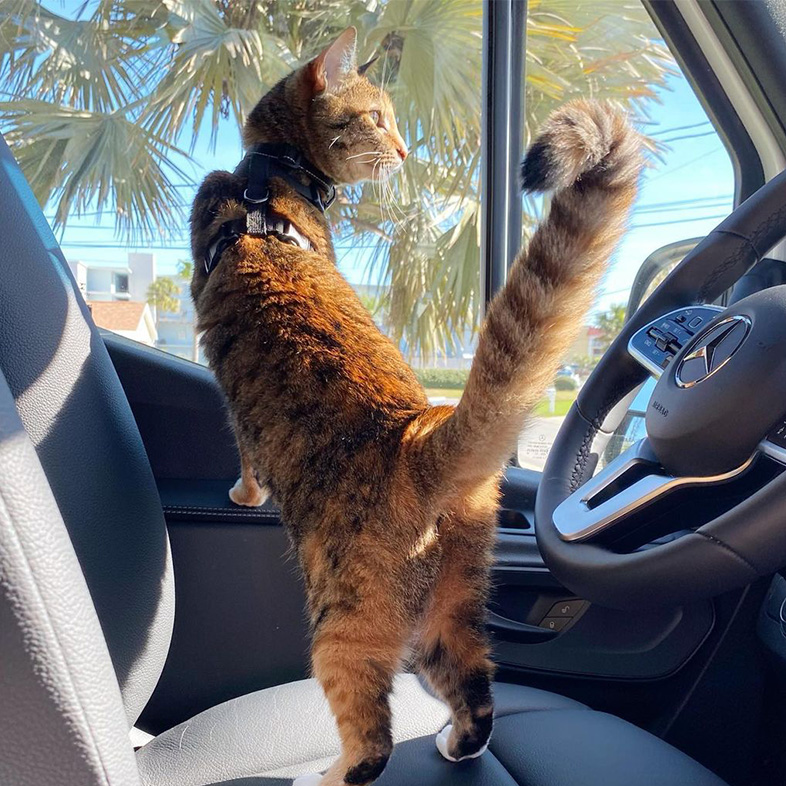 Orange and brown striped cat standing on a car seat looking out the window | Taste of the Wild