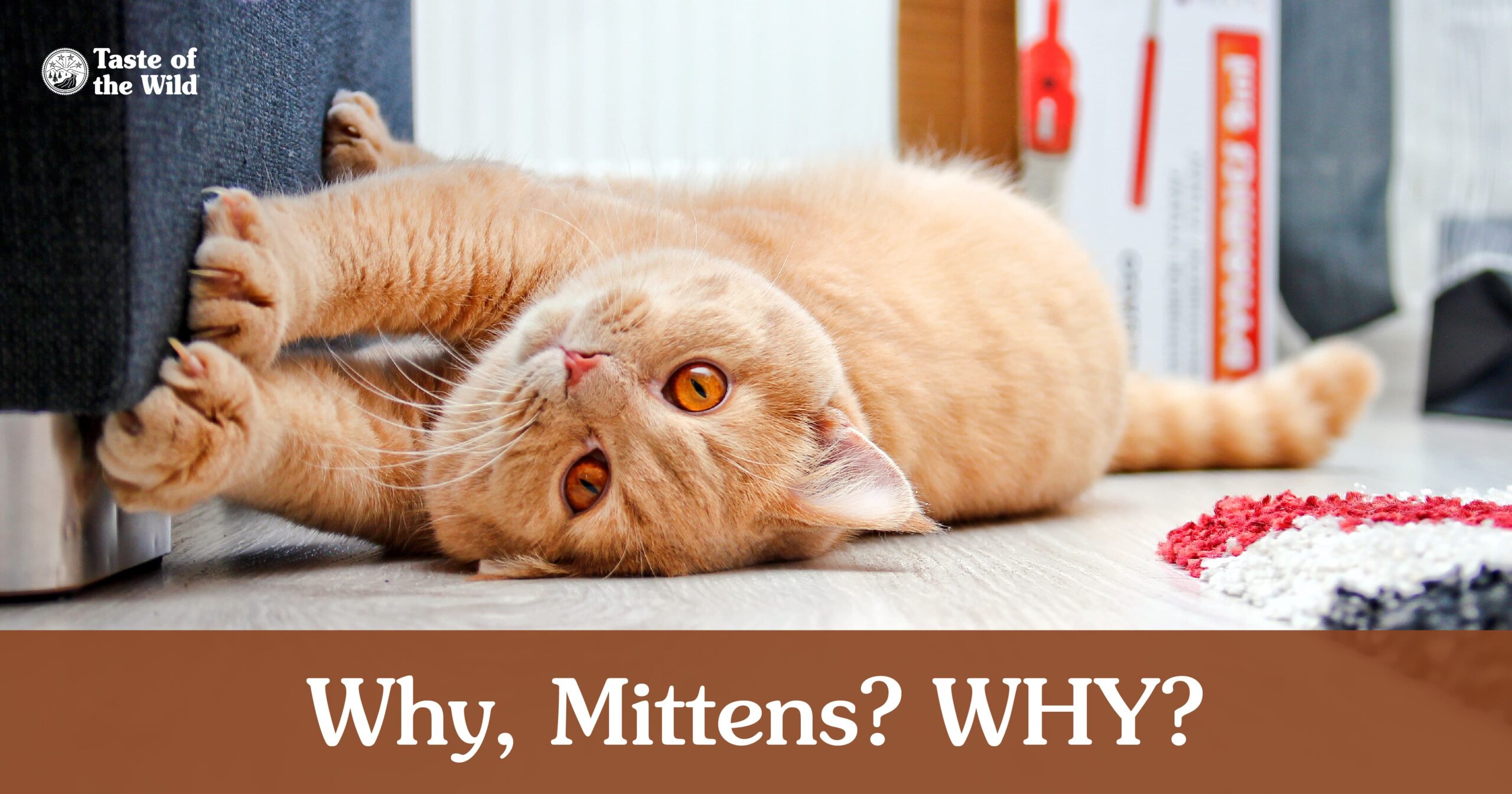 Interior graphic detailing reasons for litter box issues and potential solutions.
