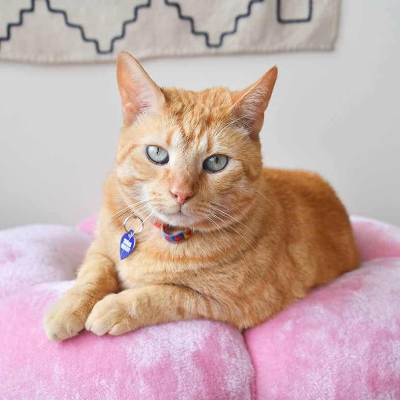 An orange tabby cat lying on a bright pink pillow on top of a cat post.