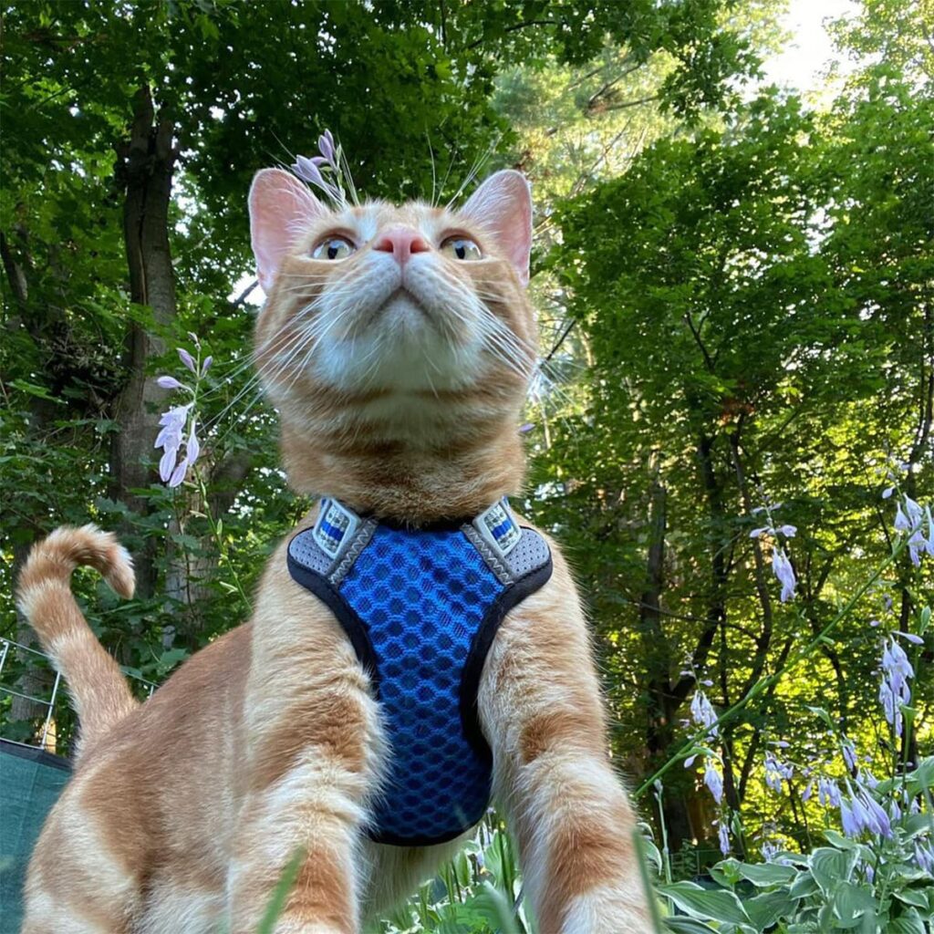 Orange tabby cat wearing a blue harness standing outdoors in the woods