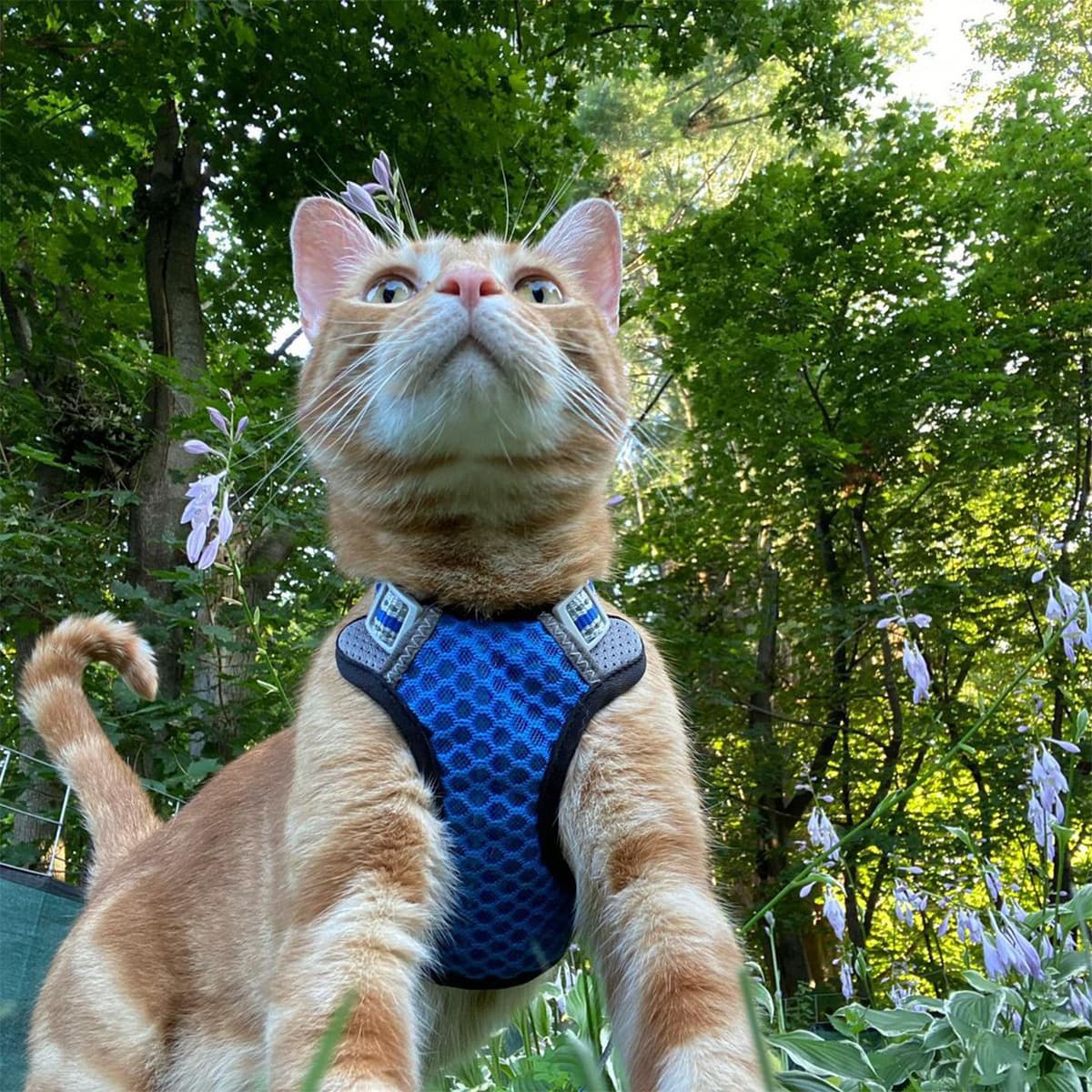 Orange tabby cat wearing a blue harness standing outdoors in the woods