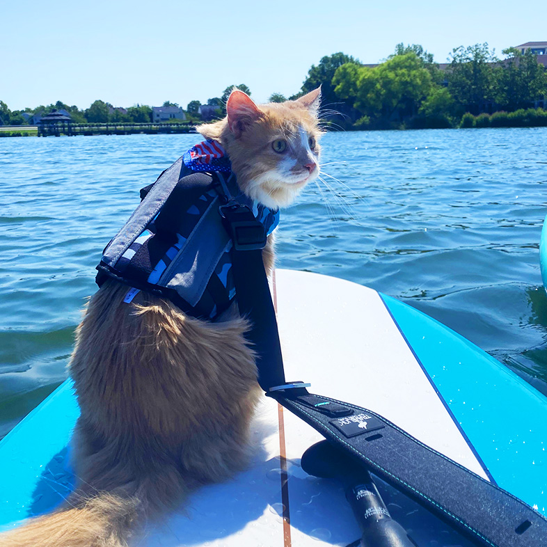 Orange tabby cat wearing a blue lifejacket and sitting on a blue and white paddleboard in the water.