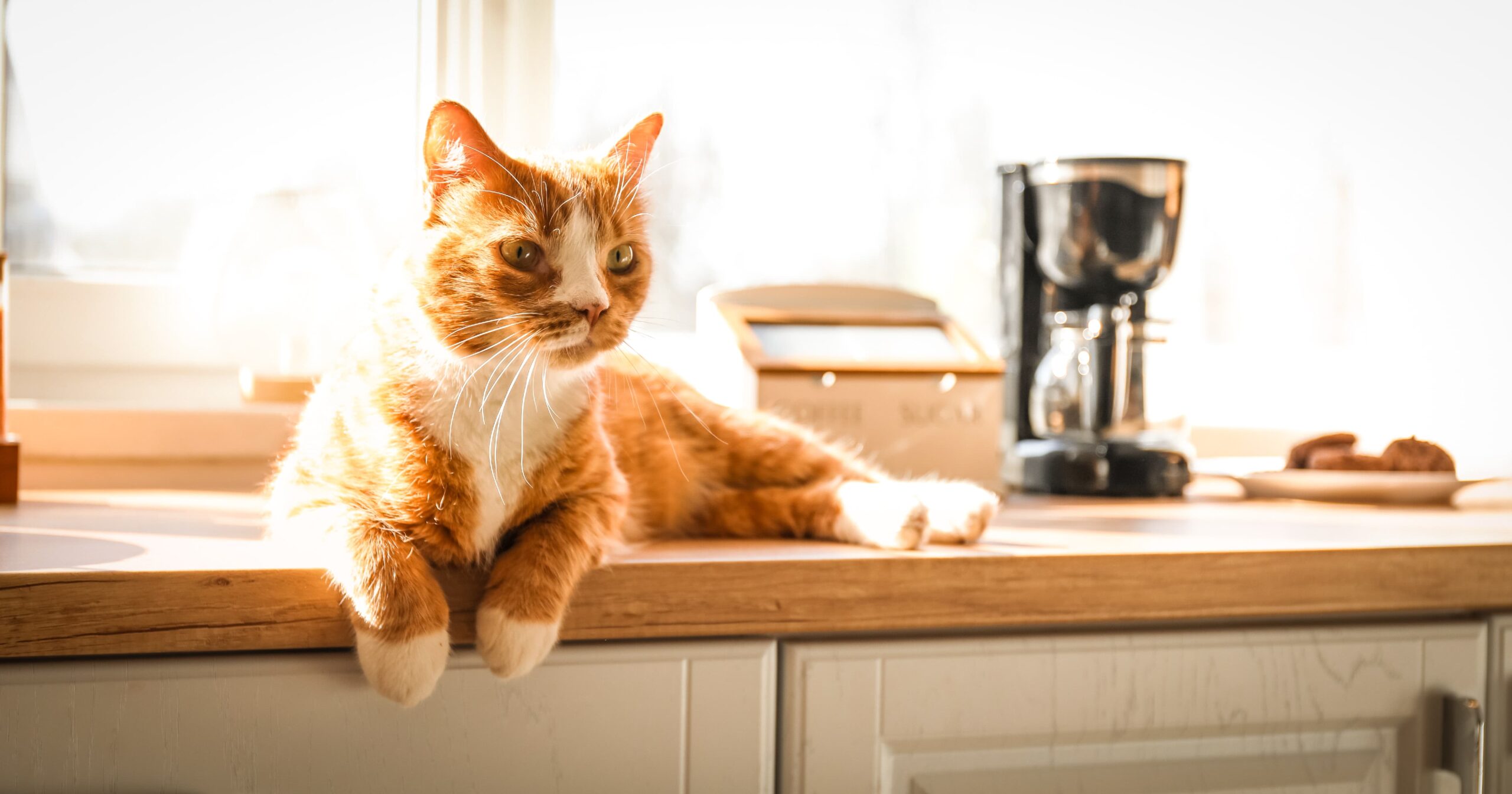 An orange and white cat lying on a kitchen countertop in the sun.
