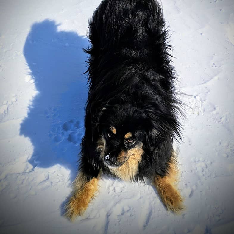 An overhead view of a black and tan dog standing in fresh snow.