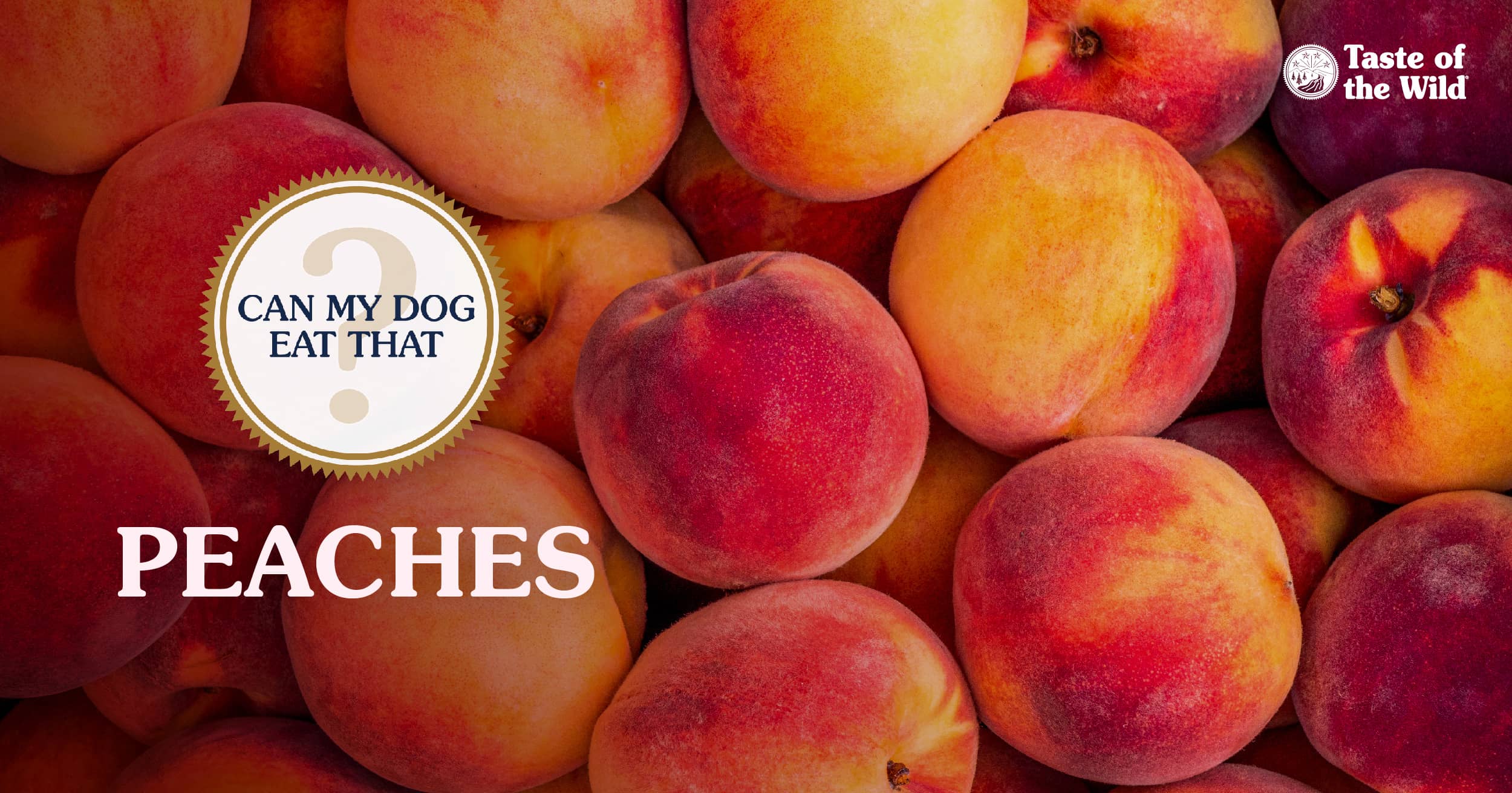 An overhead view of a pile of freshly picked peaches.