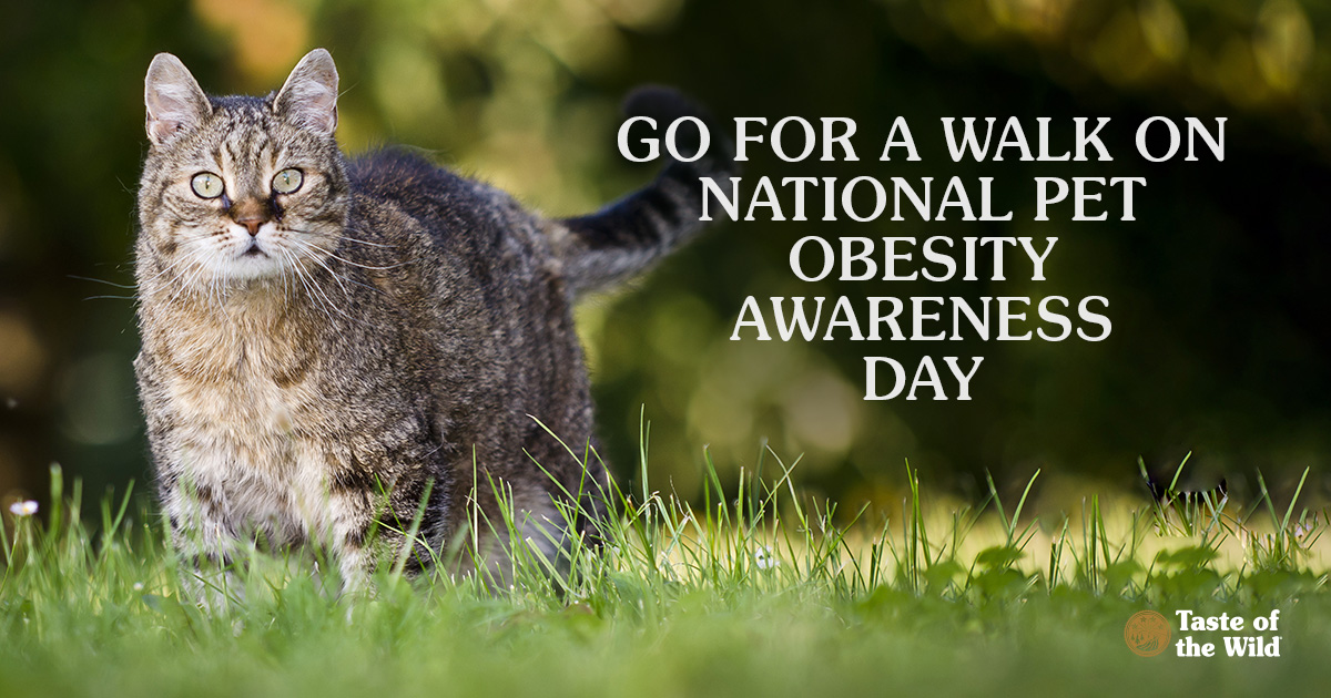 An overweight cat standing in the grass on a sunny day.