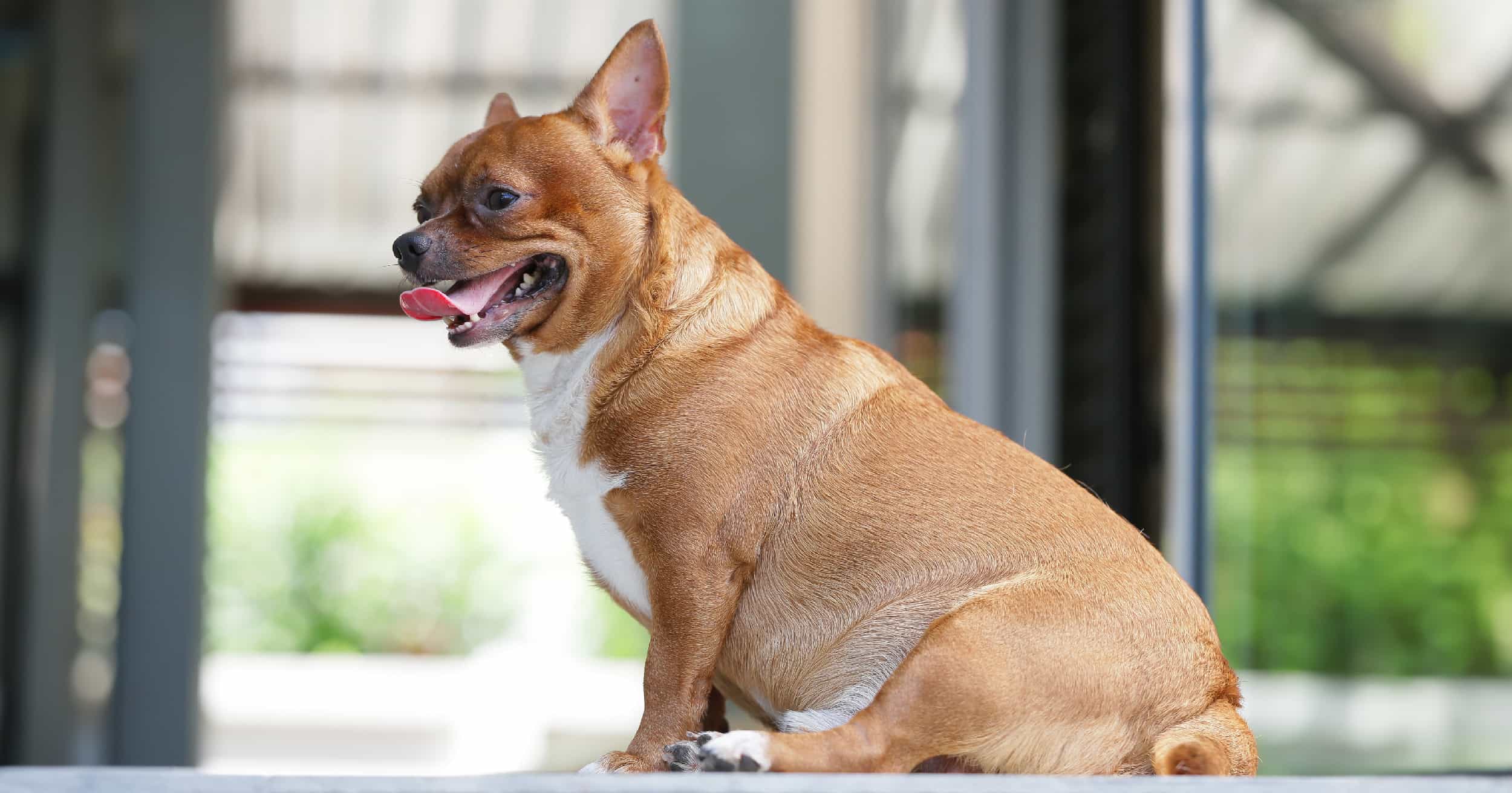 A man rubbing the belly of a dog lying on a bed.