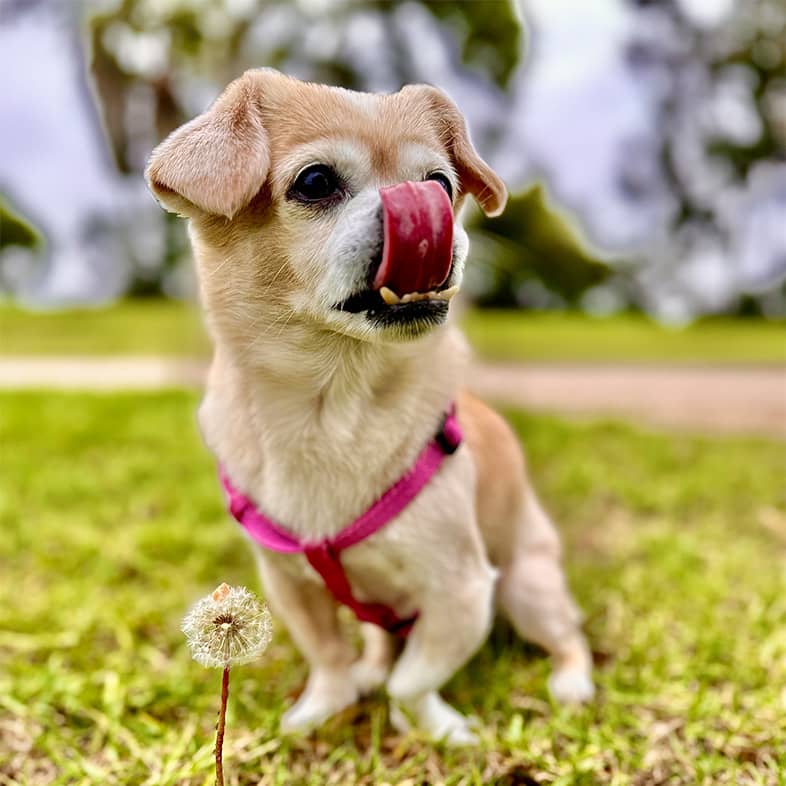 A Pekingese and Chihuahua mix wearing a pink harness sitting in the grass licking its nose with a dandelion in the foreground.