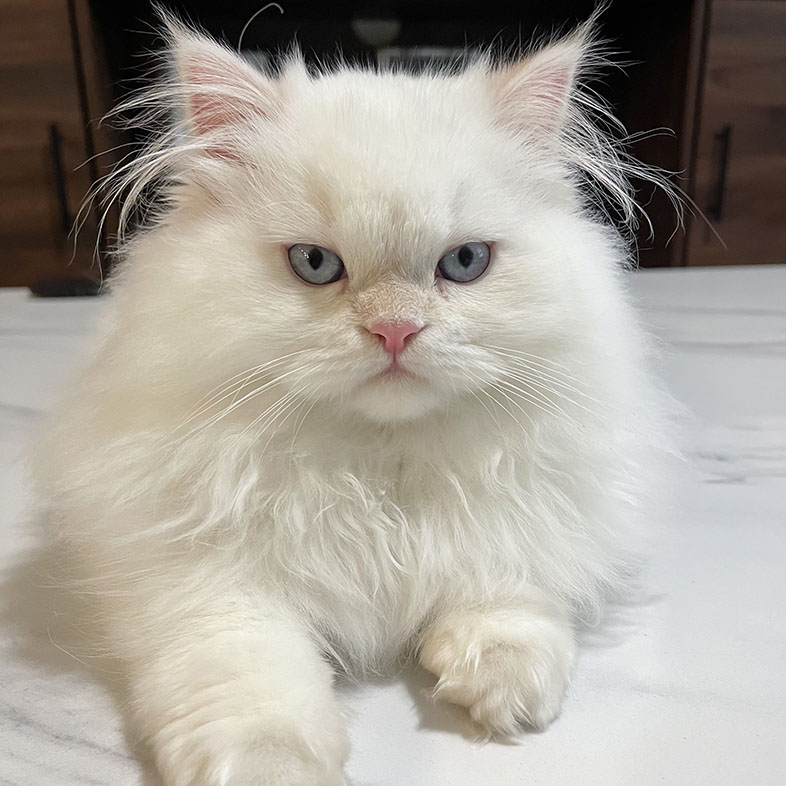 Persian Lying in Bed Looking at Camera | Taste of the Wild
