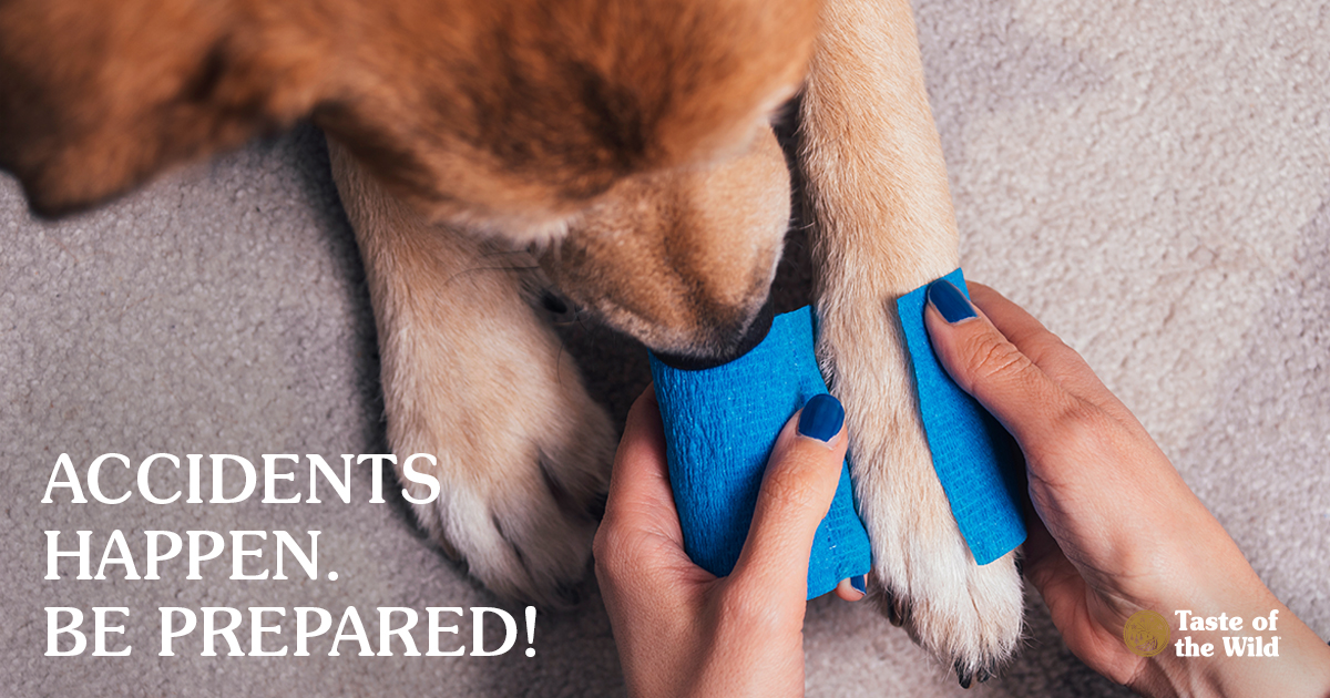 A person putting a blue bandage on the paw of an injured dog.
