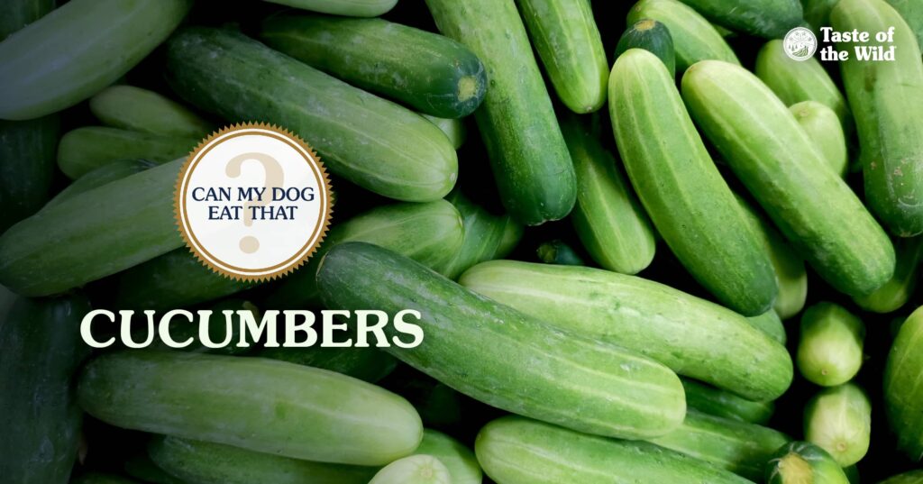 An interior graphic with text that reads ‘Can my dog eat cucumbers? Yes!’.