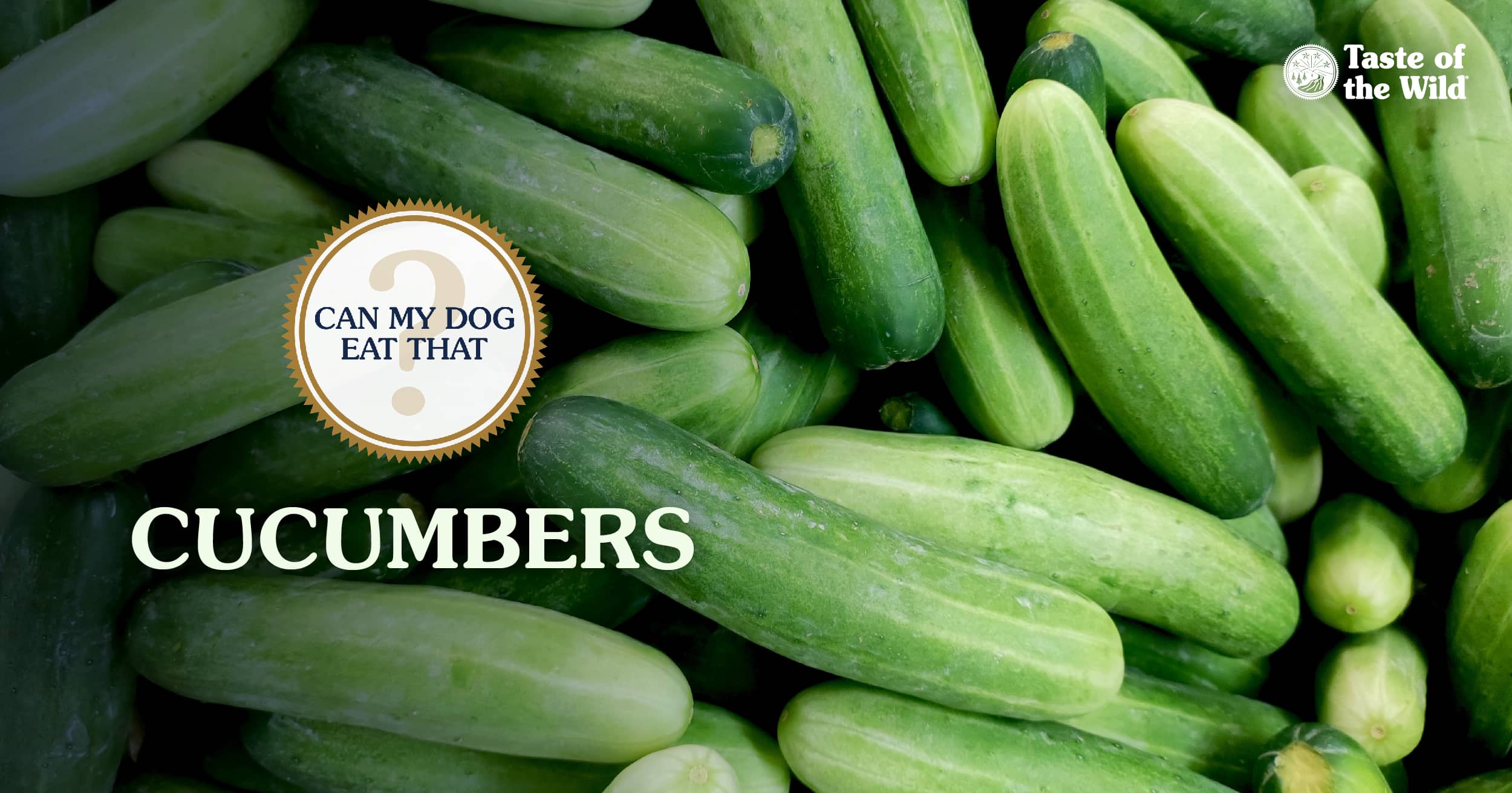 An interior graphic with text that reads ‘Can my dog eat cucumbers? Yes!’.