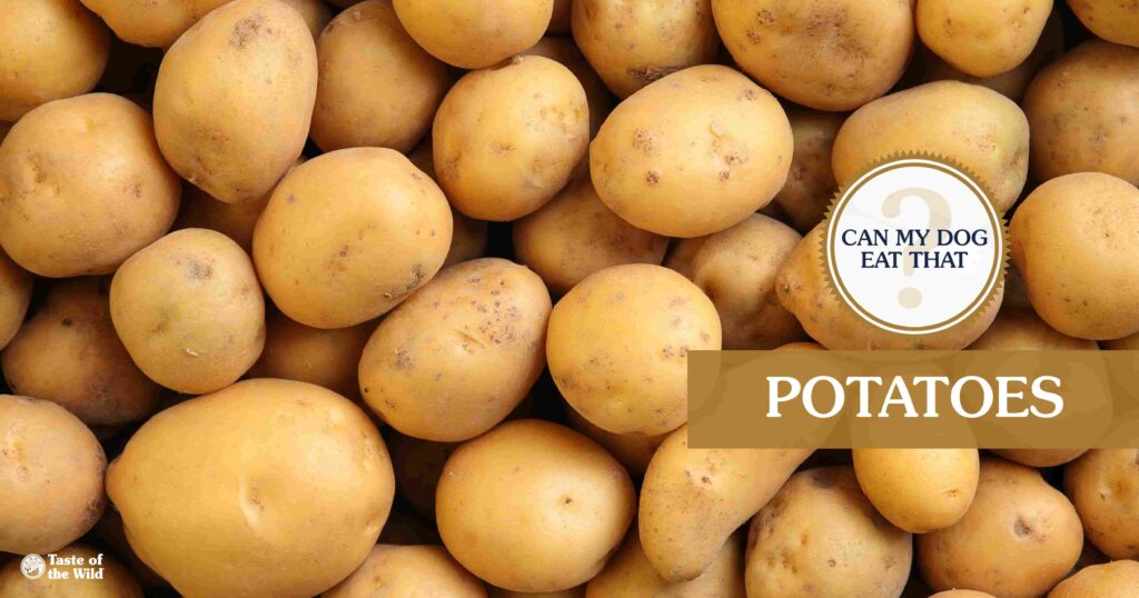 An interior graphic with text that reads ‘Can my dog eat potatoes? Yes! (if they are cooked and plain)’.