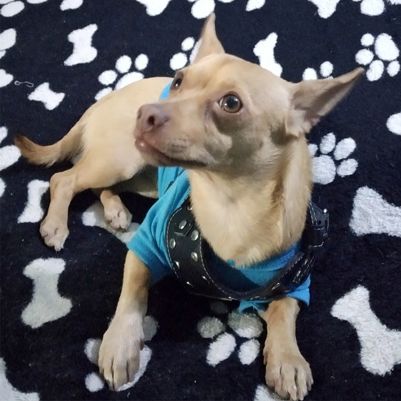 Pinscher Lying Down on Pet Blanket | Taste of the Wild