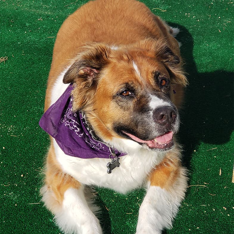 Pit Bull Mix Lying on Grass with Purple Bandana | Taste of the Wild