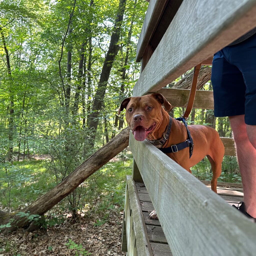 Pit bull mix standing on a wooden deck sticking head out over rail