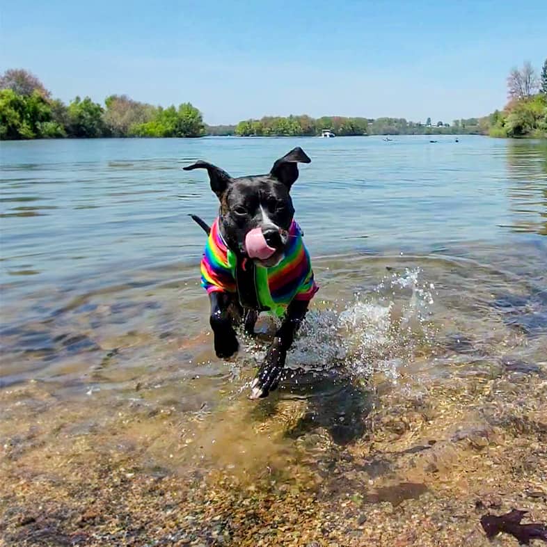 Pit bull mix wearing a rainbow jacket running through the water and sticking tongue out.