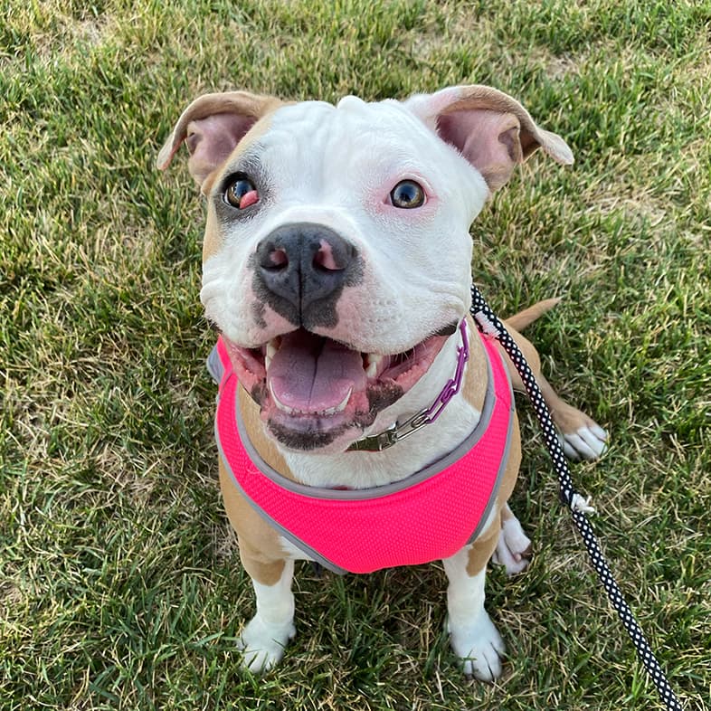 Pit Bull Sitting on Grass Looking Up | Taste of the Wild