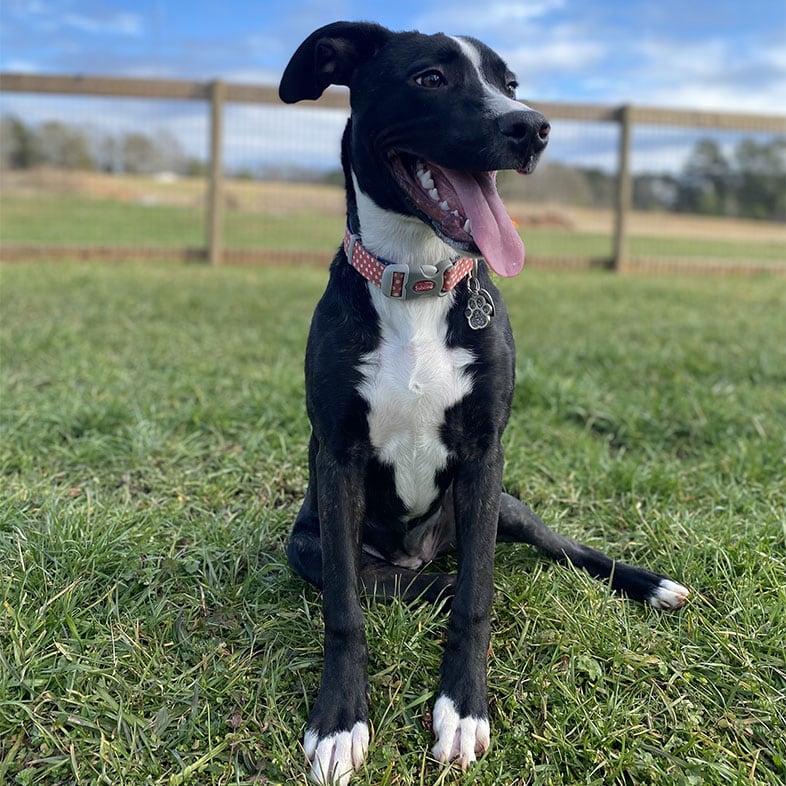 Black and White Pit Bull Dog Sitting on Grass with Tongue Sticking Out | Taste of the Wild