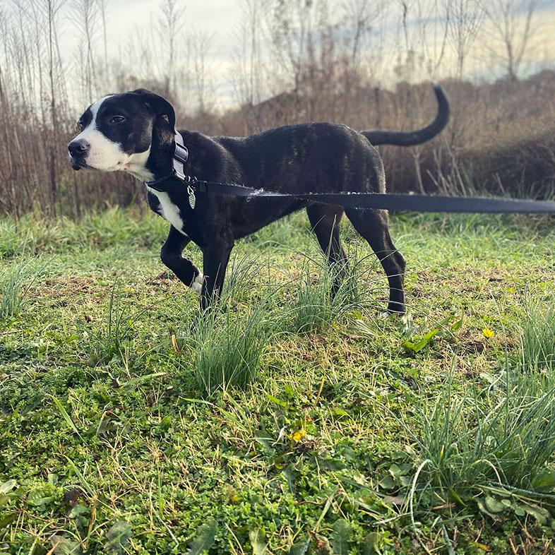 Pit Catahoula Mix Walking Through Grass | Taste of the Wild