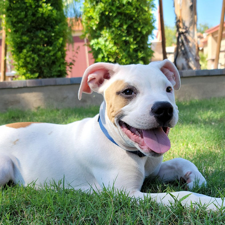 Pit Bull Lying on Grass Sticking Tongue Out | Taste of the Wild