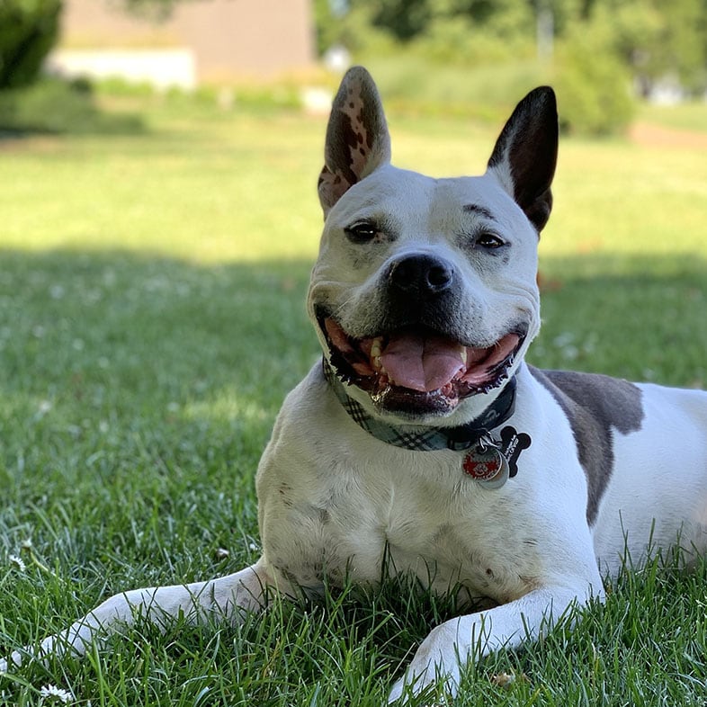 Pitty Dog Lying on Grass with Tongue Out | Taste of the Wild