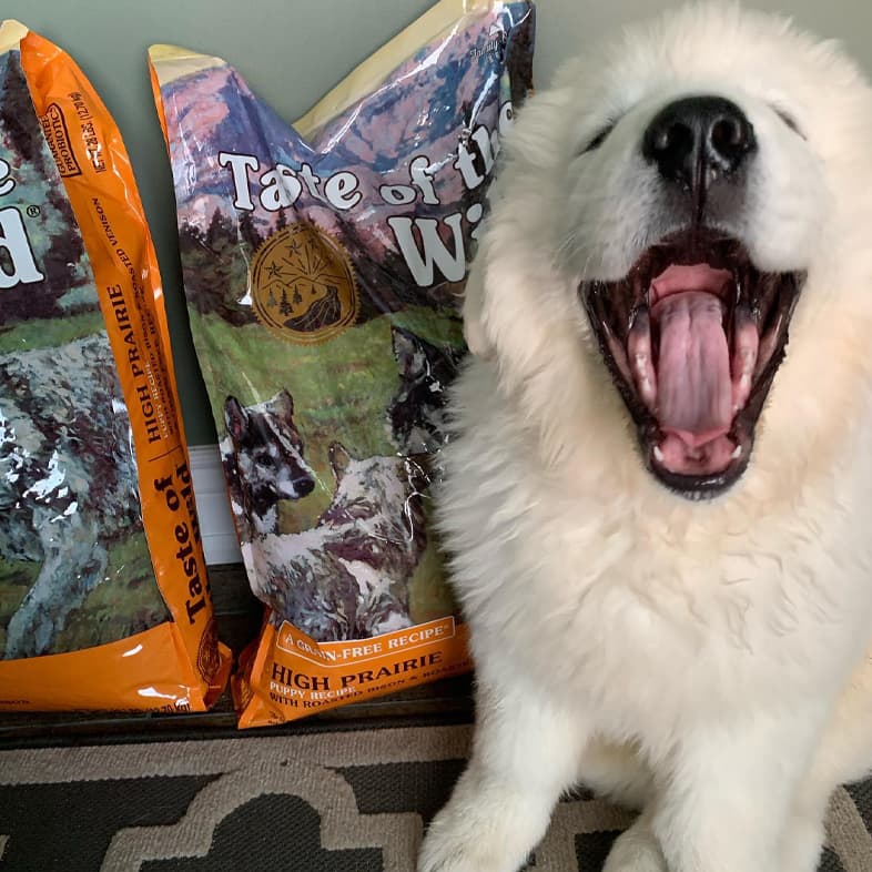 White Polish Tatra Sheepdog Sitting by Taste of the Wild Food Bags | Taste of the Wild
