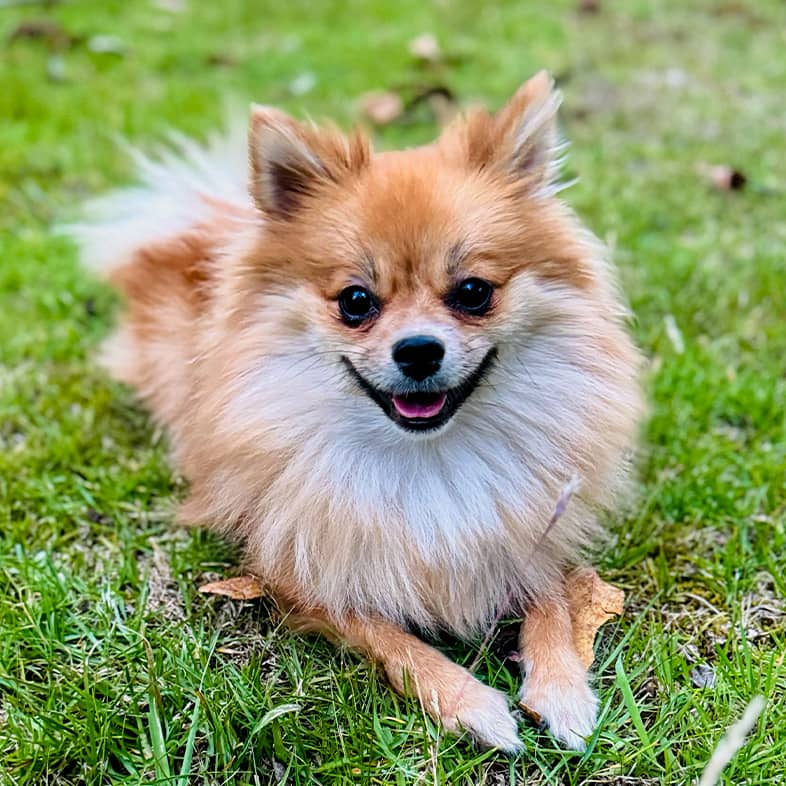 A Pomeranian lies down in the grass and looks at the camera.