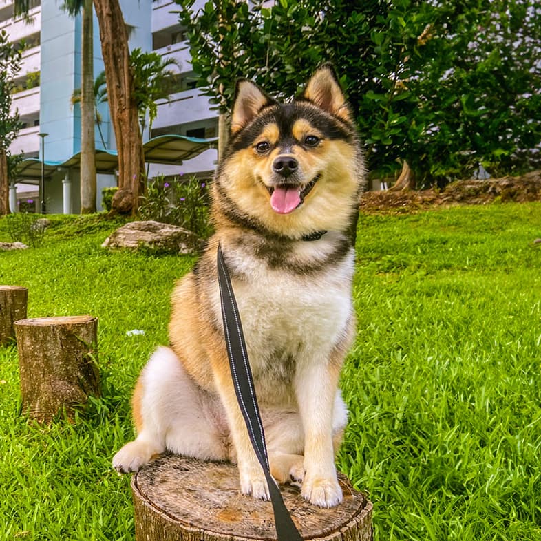 Pomsky sitting on a tree stump looking at camera and there is a trail lined with more tree stumps and greenery in the background.