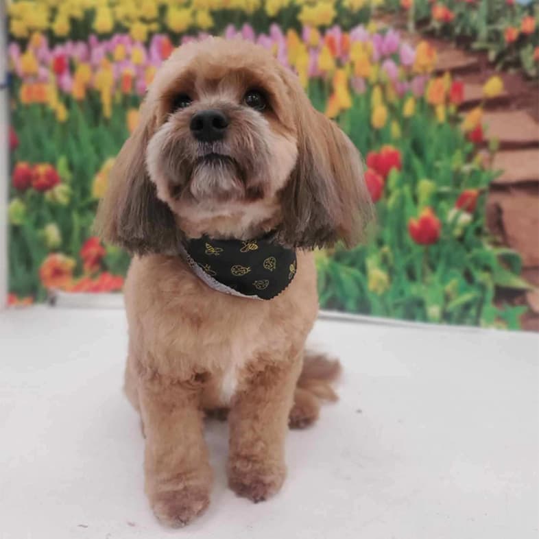 Poodle Lowchen Mix Sitting in Front of Multi-colored Tulips | Taste of the Wild